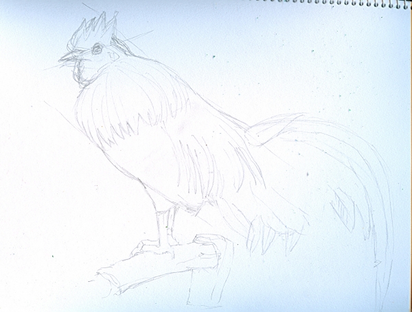 Creation of cock: Step 1